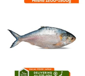Hilsha 1200-1500g