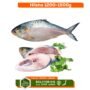 Hilsha 1.2kg Up
