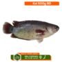 Koi Fish 500g